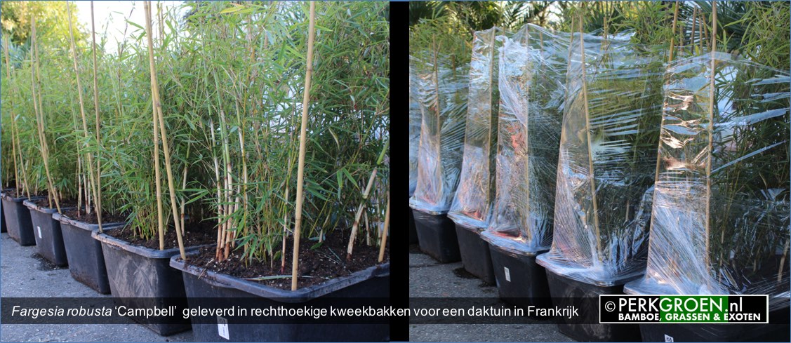 Fargesia robusta Campbell  geleverd in rechthoekige kweekbakken voor een daktuin in Frankrijk